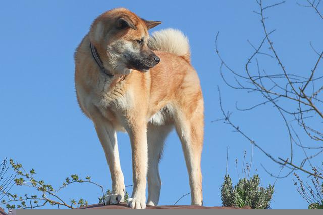 pes akita